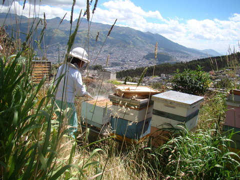 abejas, colmena, miel de abeja