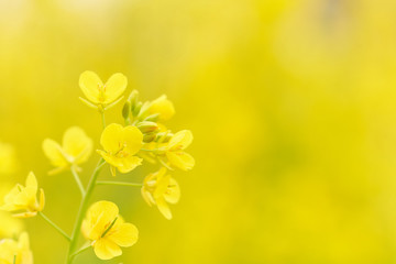 菜の花　満開　アップ