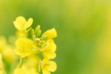 菜の花　満開　緑背景