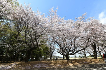 桜並木