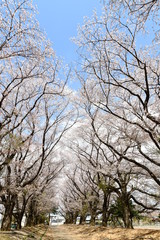 桜並木