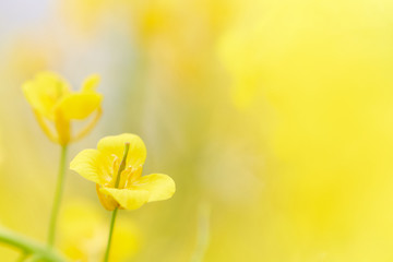 Fototapeta premium アブラナ 花びら 一輪 アップ
