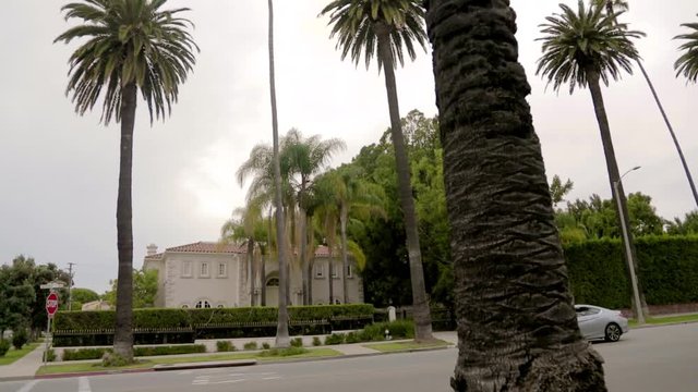 Pan up shot of palms trees in Beverly Hills