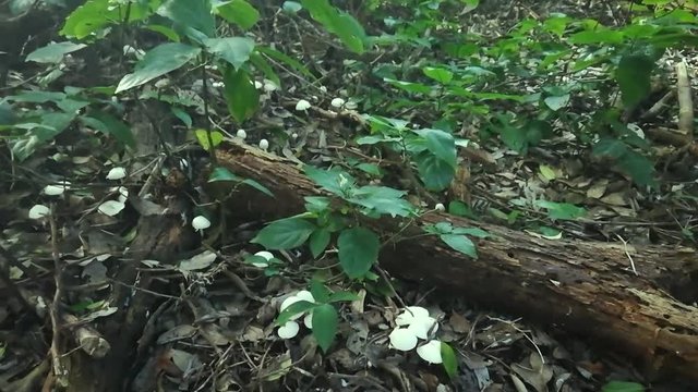 a day in the bush