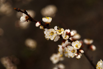 Beautiful flower apricot. Flowering apricot in spring.
