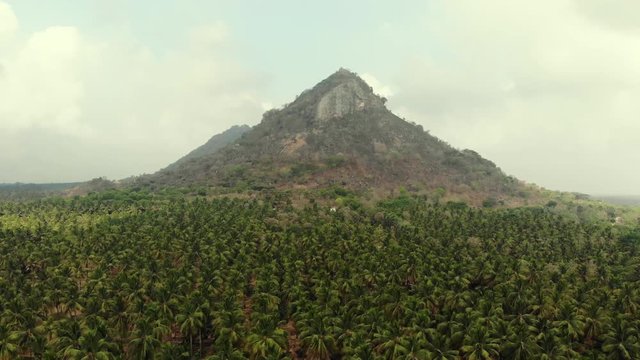 Aerial view of a coconut farm with mountain view in the background.