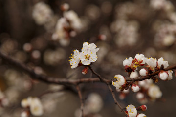 Beautiful flower apricot. Flowering apricot in spring.