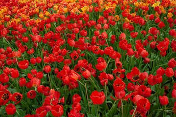 Red and orange tulips bloom in the garden.