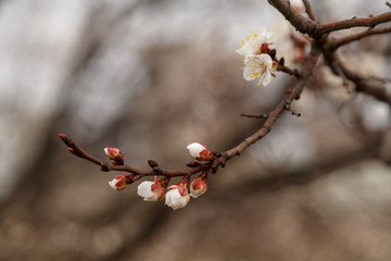 Beautiful flower apricot. Flowering apricot in spring.