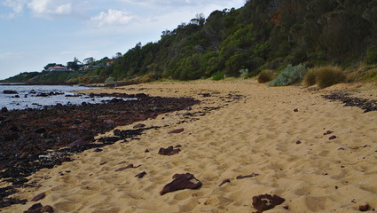 Stones and wild plants on beach