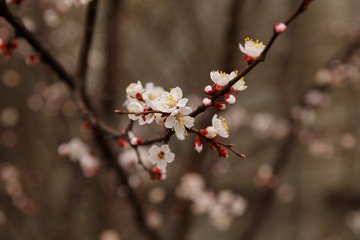 Beautiful flower apricot. Flowering apricot in spring.