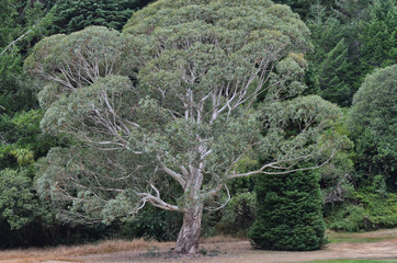 Eucalyptus Tree Backed by Evergreen Forest New Zealand