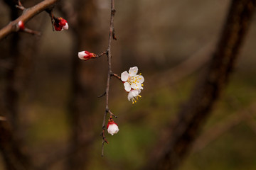 Beautiful flower apricot. Flowering apricot in spring.