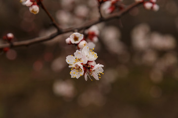 Beautiful flower apricot. Flowering apricot in spring.