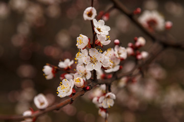 Beautiful flower apricot. Flowering apricot in spring.