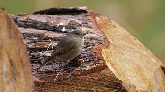 Black redstart (Phoenicurus ochruros) female in forest
