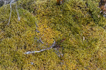 Macro Close Up of New Zealand Moss Varieties