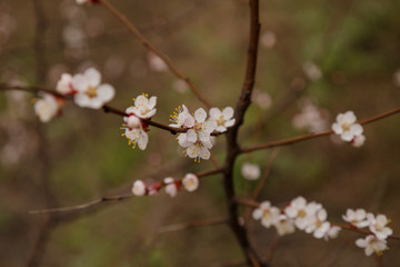 Obraz premium Beautiful flower apricot. Flowering apricot in spring.