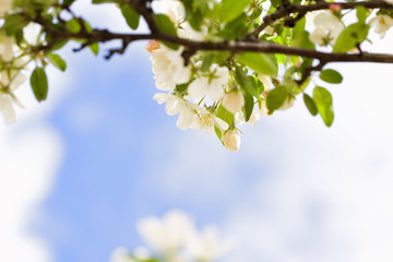 Boughs of apple blossoms against a spring sky with negative space in the foreground