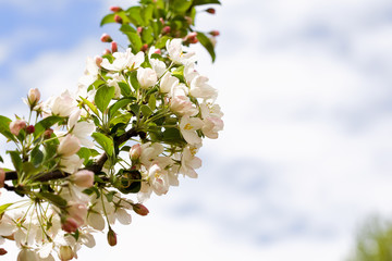 Boughs of apple blossoms against a spring sky with negatvie space to the right
