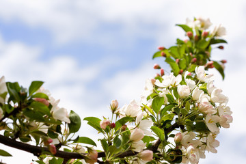 Boughs of apple blossoms against a spring sky with negative space on the left diagonal