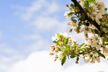Boughs of apple blossoms against a blue spring sky with negative space to the left