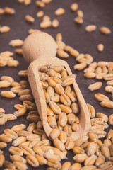 Rye or wheat grains on scoop, harvest concept