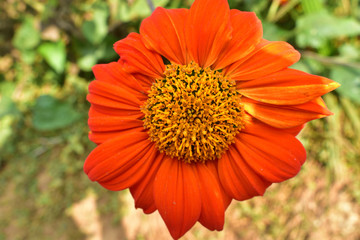 Calendula officinalis, the pot marigold, common marigold or Scotch marigold, is a plant in the genus Calendula of the family Asteraceae