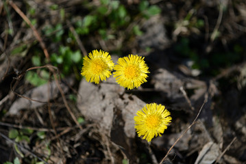 Coltsfoot flowers (Tussilago Farfara) in spring forest on a sunny day