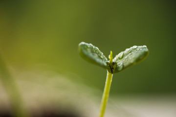Green plants in nature.