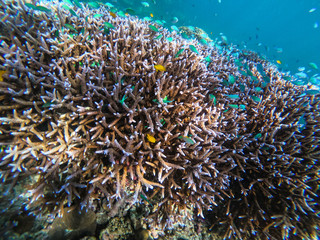 Fototapeta na wymiar beautiful coral in diving spot Surin island