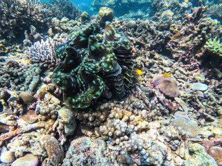 Giant clam in diving spot Surin island