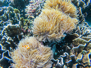 Plakat clownfish and anemone clump at Boulder island