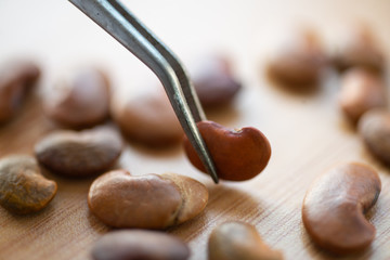 Close up on rosewood.