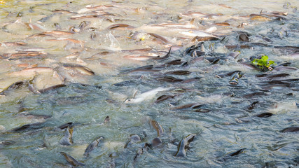 Wild fishes in river