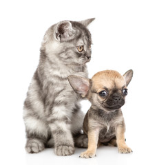 Cat touching chihuahua puppy. Isolated on white background