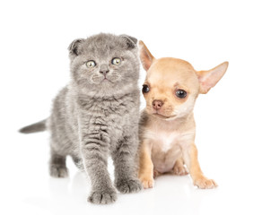 Baby kitten and chihuahua puppy  together in front view. Isolated on white background