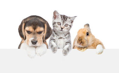 Rabbit,cat, and dog over empty white banner. isolated on white background. Empty space for text