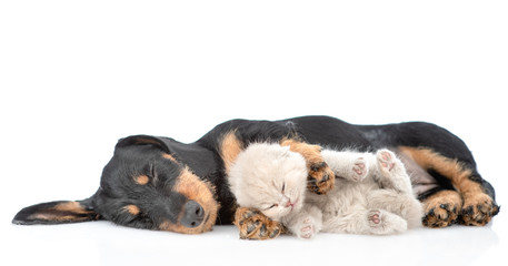 Funny dachshund puppy sleeping with tiny gray kitten. Isolated on white background