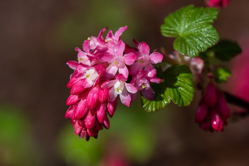 Red Flowering Currant flowers (Ribes sanguineum)