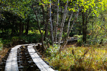 長野県松本市　上高地にある遊歩道の木道