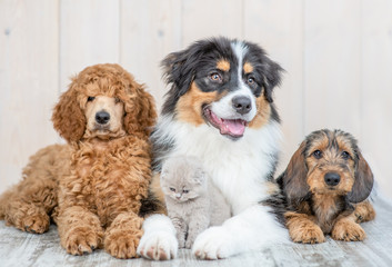 Group of puppies with kitten on floor at home