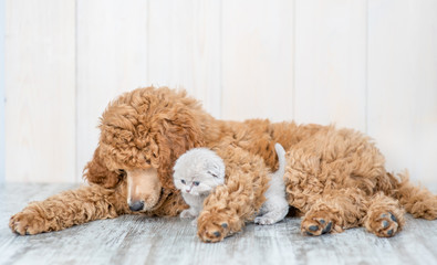 Poodle puppy hugging baby kitten lying together on the floor at home