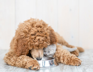 Poodle puppy and kitten eat together from one bowl at home