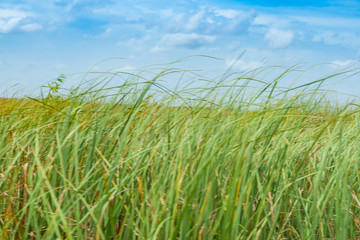 Wide reed covered flat wetlands of Florida everglades