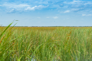 Wide reed covered flat wetlands of Florida everglades