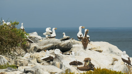 nazca booby colony on isla espanola in the galapagas