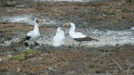nazca booby family on isla genovesa in the galalagos islands