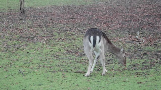 Deer grasing in a urban enviroment