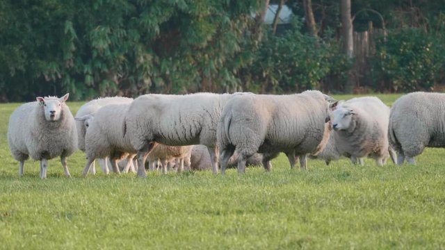 Flock of sheep on grass